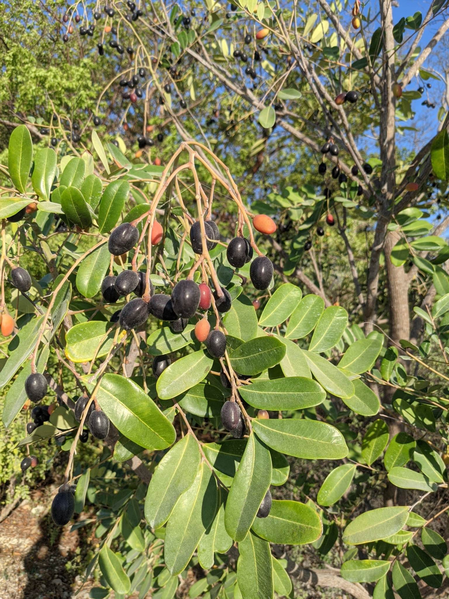 Simarouba glauca